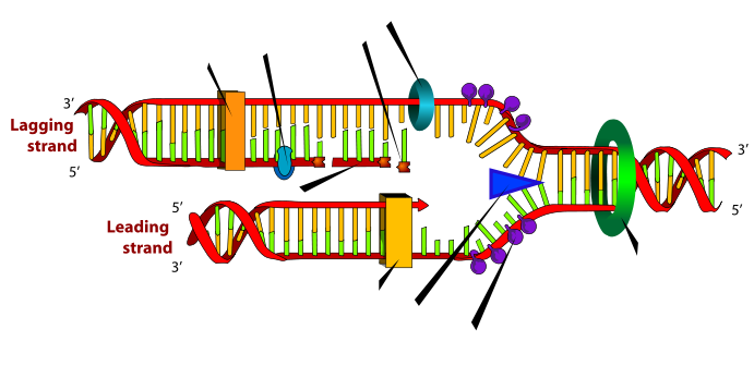 691px-dna_replication_blank.svg.png