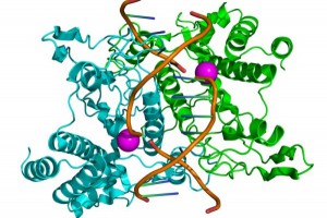 restrikcni-enzym-48a1b2d840ba3.jpg